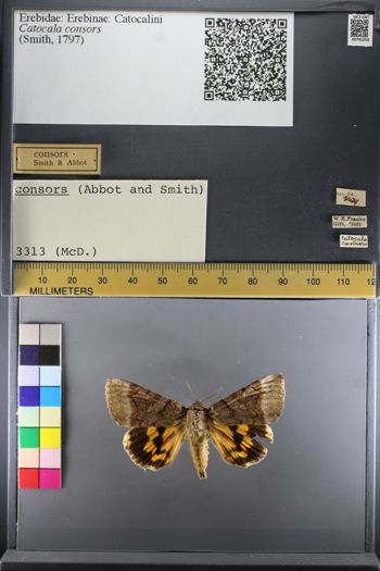 Media type: image;   Entomology 741256